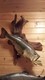 Reproduction Large Mouth Bass