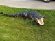 10 Ft. 6 in. Florida Gator